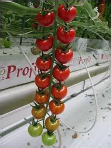 DRC564 F1 Cherry Tomato