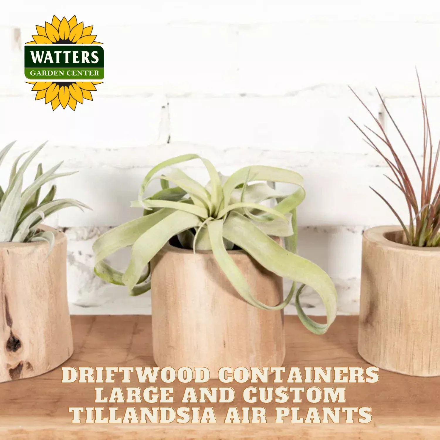 Driftwood Containers Large and Custom Tillandsia Air Plants Set of 2