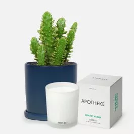 Drooping Prickly Pear Cactus + Apotheke Candle