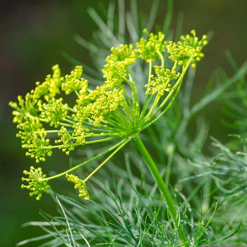 Dukat Dill Seeds - (Anethum graveolens)
