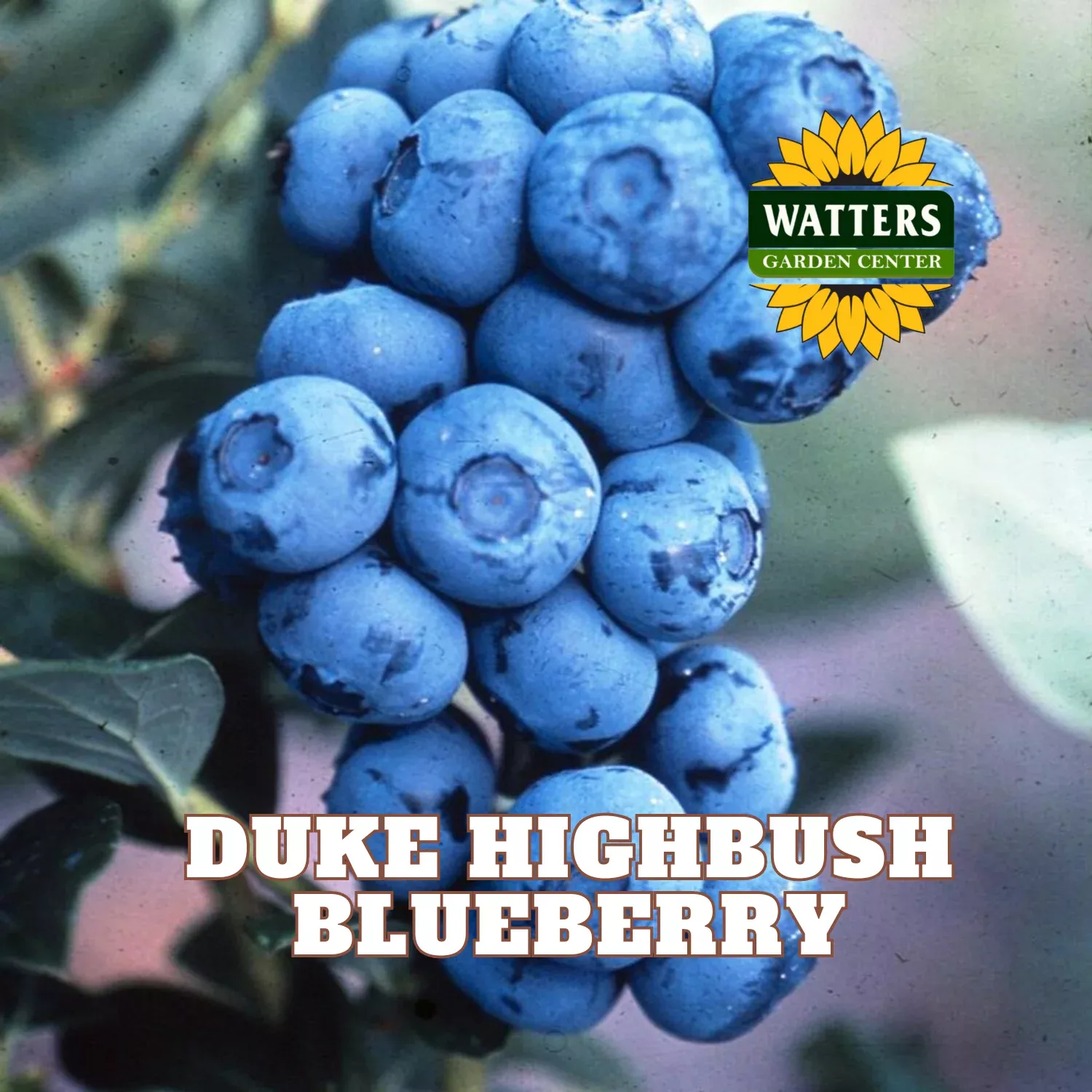 Duke Highbush Blueberry- 1 gal 10"