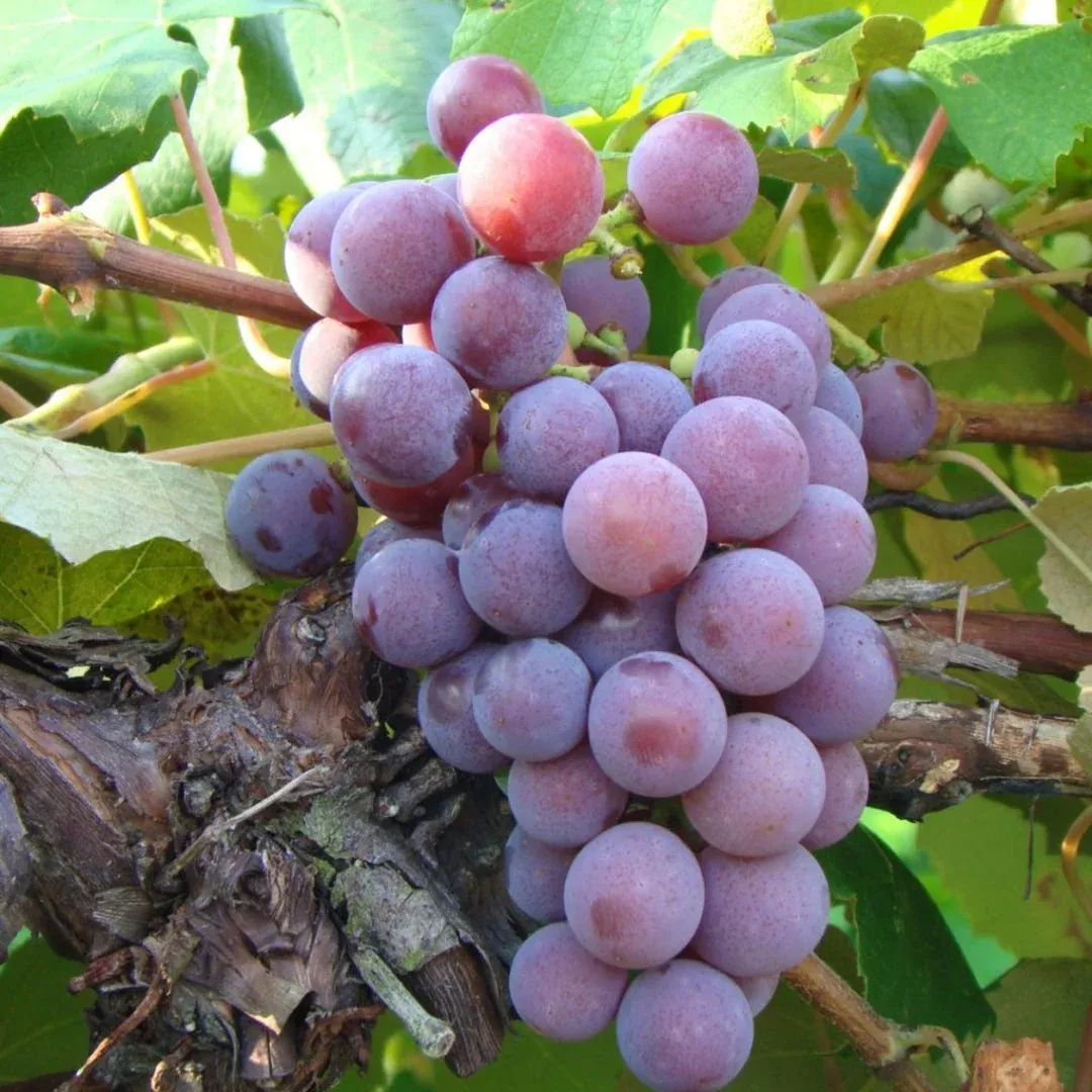 Dulcet Muscadine Grape Vine – Sweet Dark Bronze Grapes (Vitis rotundifolia ‘Dulcet’)