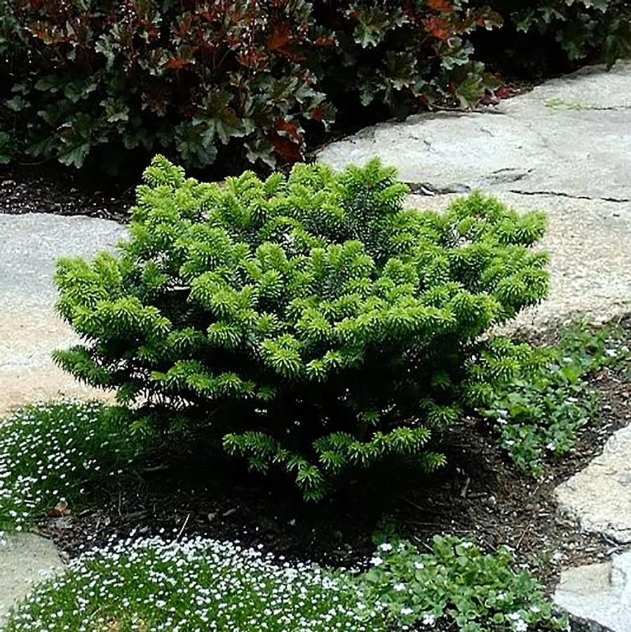 Dwarf Balsam Fir