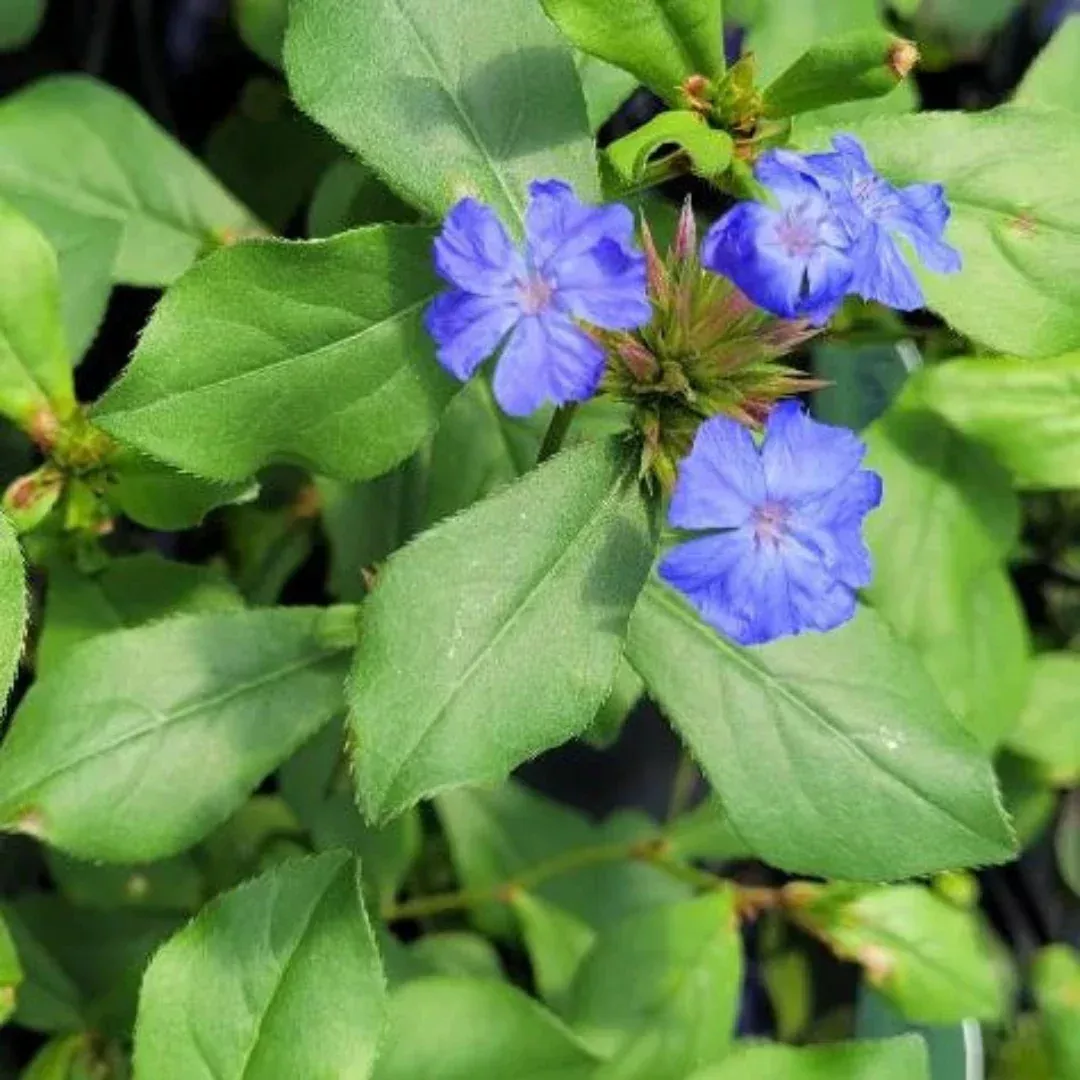 Dwarf Plumbago – Vivid Blue Fall Blooms and Red Autumn Foliage (Ceratostigma plumbaginoides)