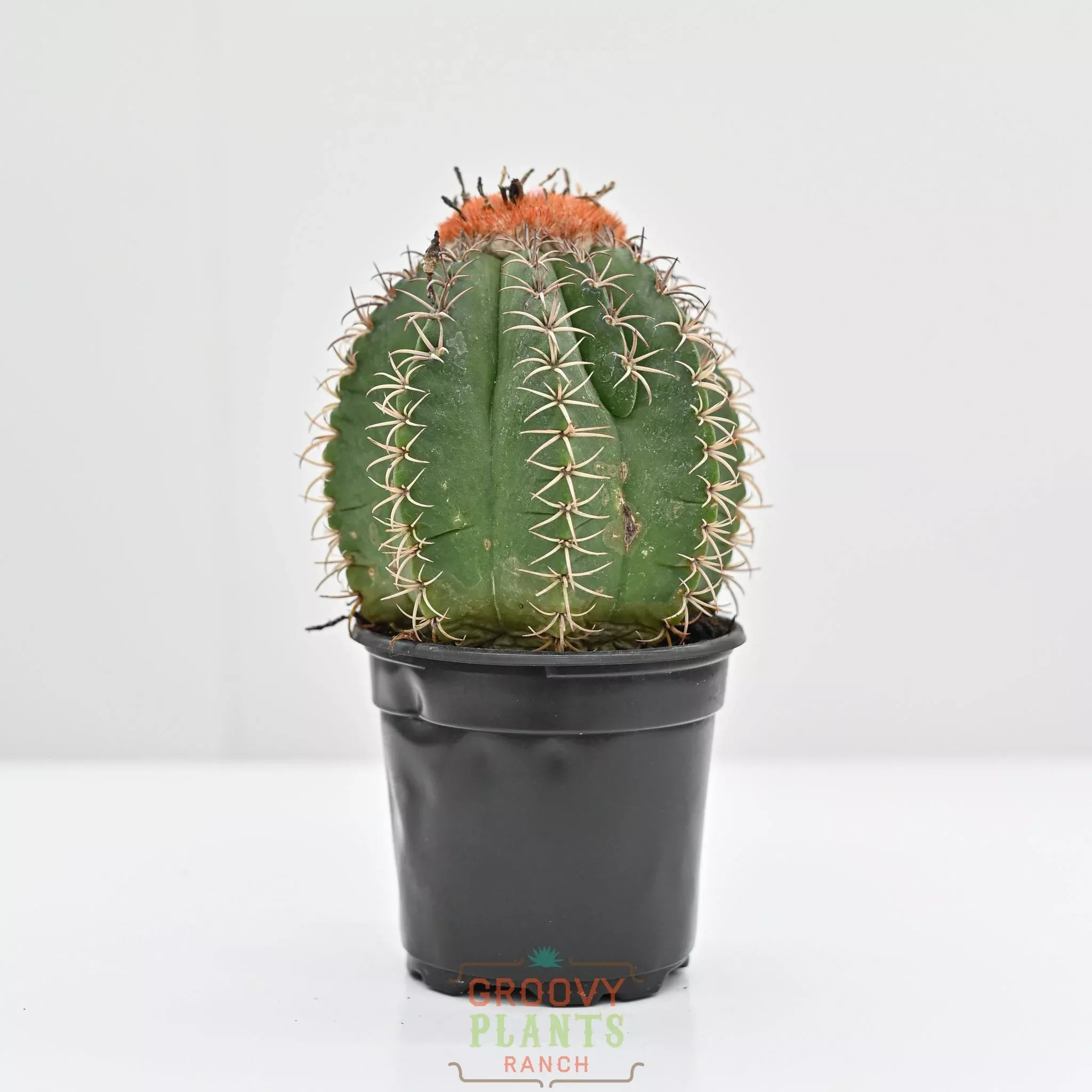 Dwarf Turk's Cap | Melocactus Matanzanus