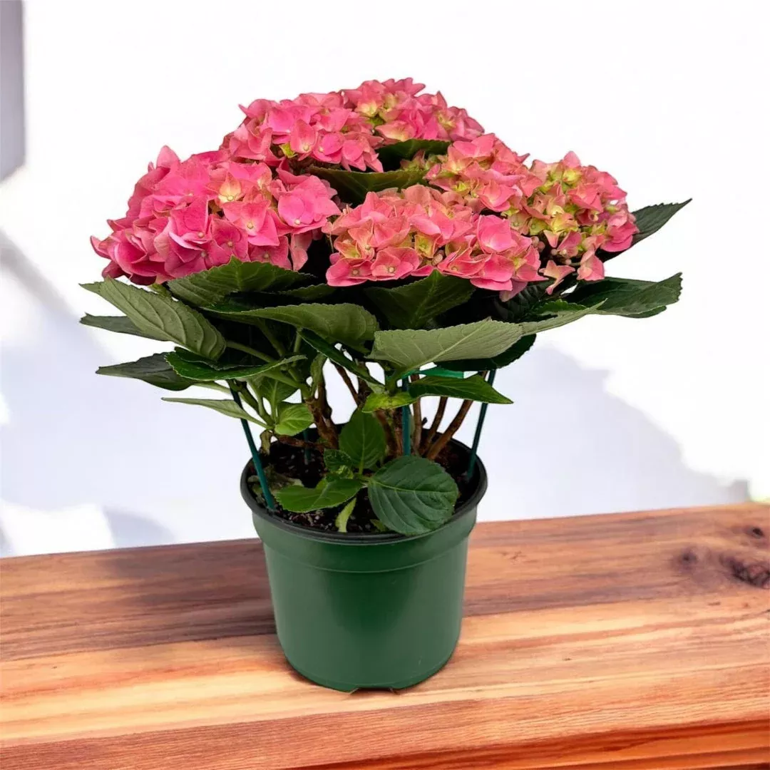 Early Rosa Hydrangea Plant