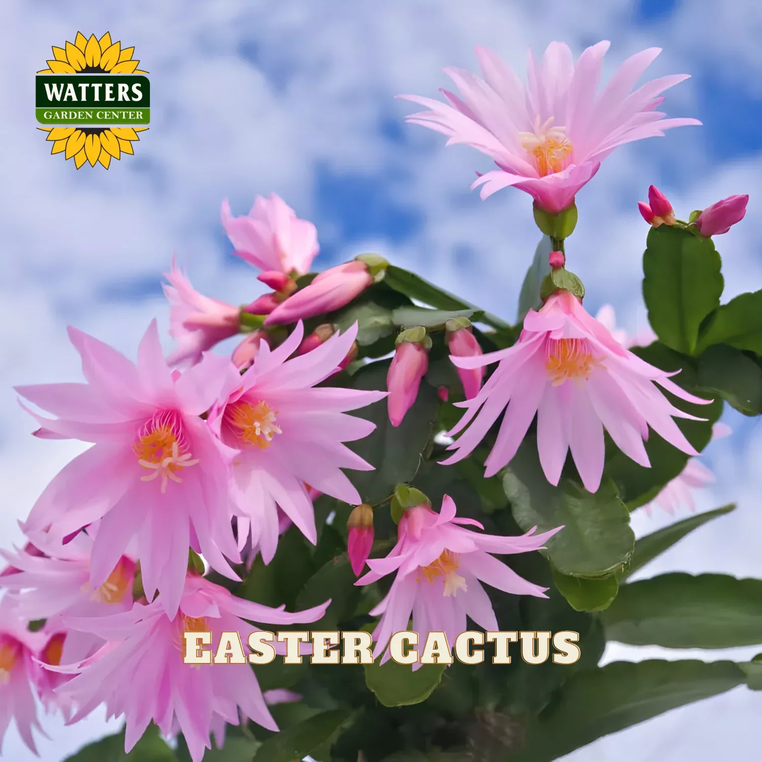 EASTER CACTUS 6in