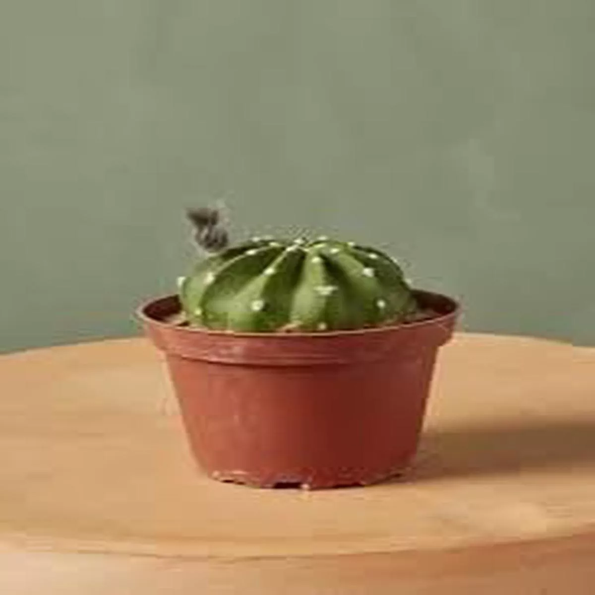 Easter Lily Cactus – Live Starter Plants – Echinopsis Ancistrophora – Beautiful Compact Textured Houseplant