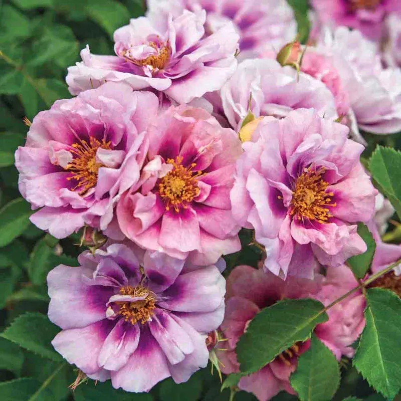 Easy on the Eyes™ Shrub Rose