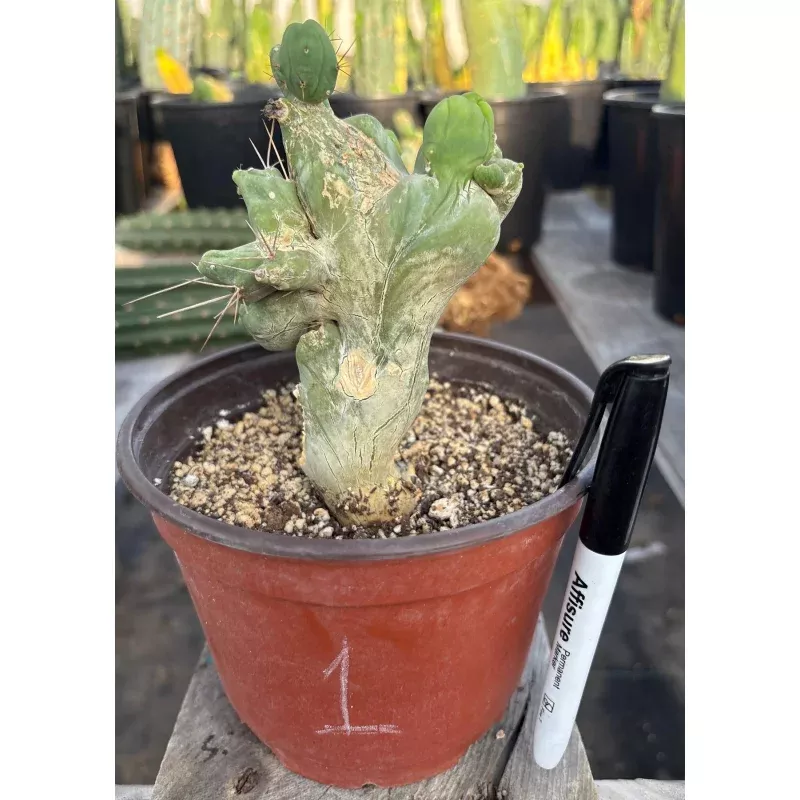 #EC11 EXACT Trichocereus Bridgesii Monstrose TBMC Crested Cactus Specimens