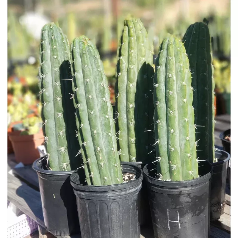 #EC116 EXACT Trichocereus Knuthianus Aff. Ornamental Cactus 12″ approx.