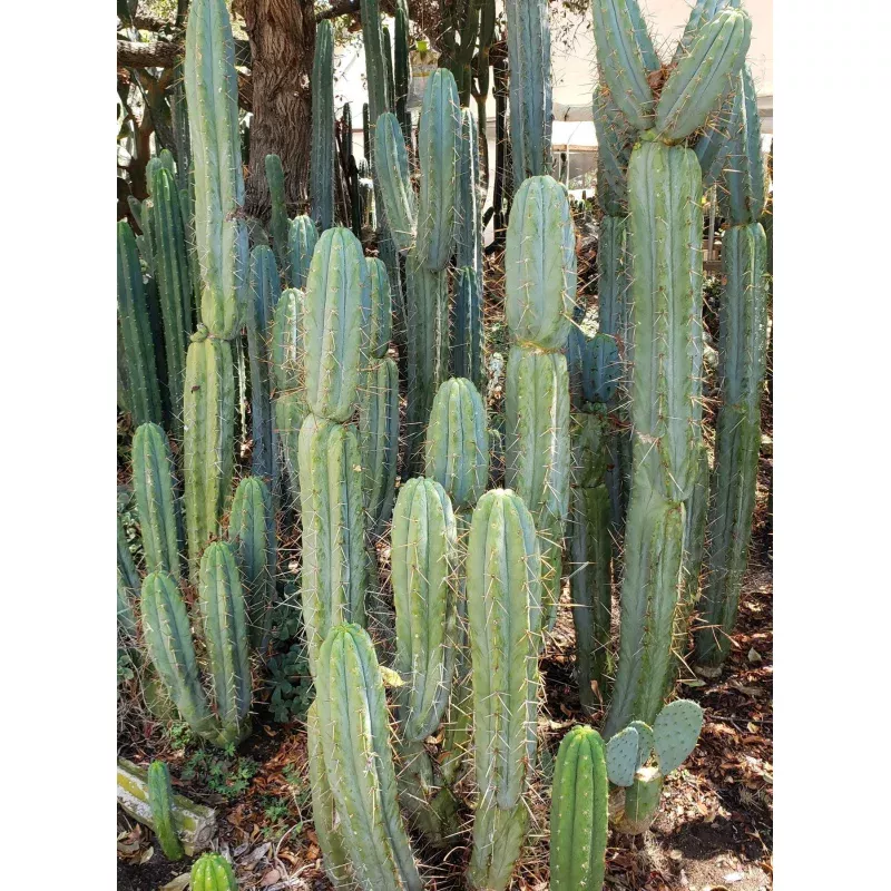 #EC133 EXACT Trichocereus Bridgesoid “Boulder” Cactus 8-9″