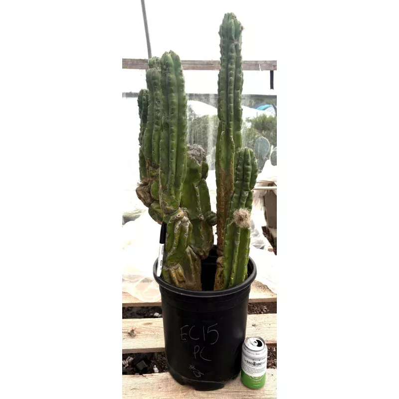 #EC15 EXACT Trichocereus Pachanoi PC Cactus Stand