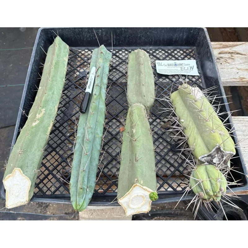 #EC174 EXACT Trichocereus Bridgesii TLC Cactus Cutting Lot