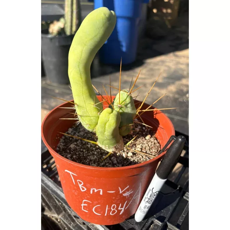 #EC184 EXACT Trichocereus Bridgesii Monstrose Variegated TBM Penis Ornamental Cactus