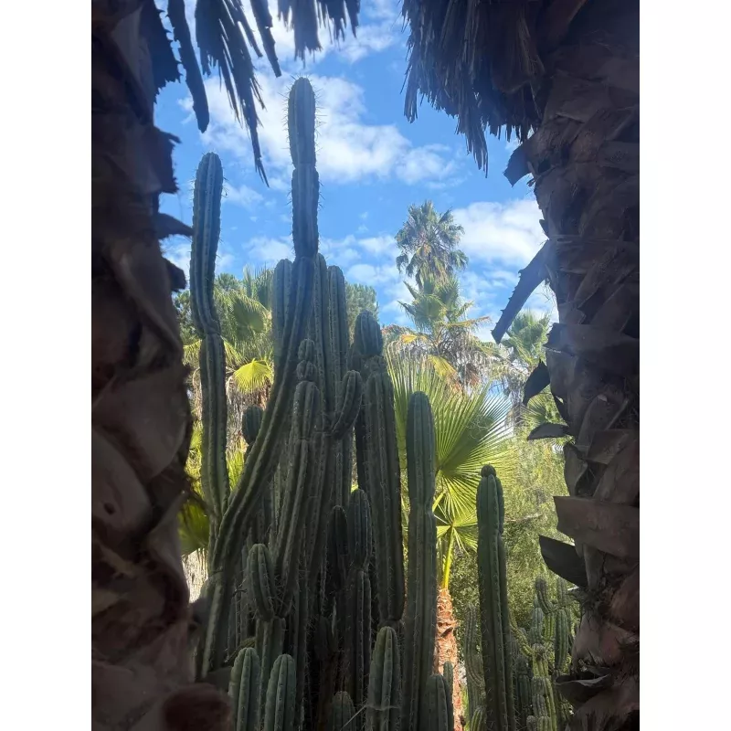 #EC189 EXACT Trichocereus “Mutt” Cactus Cuttings 36+
