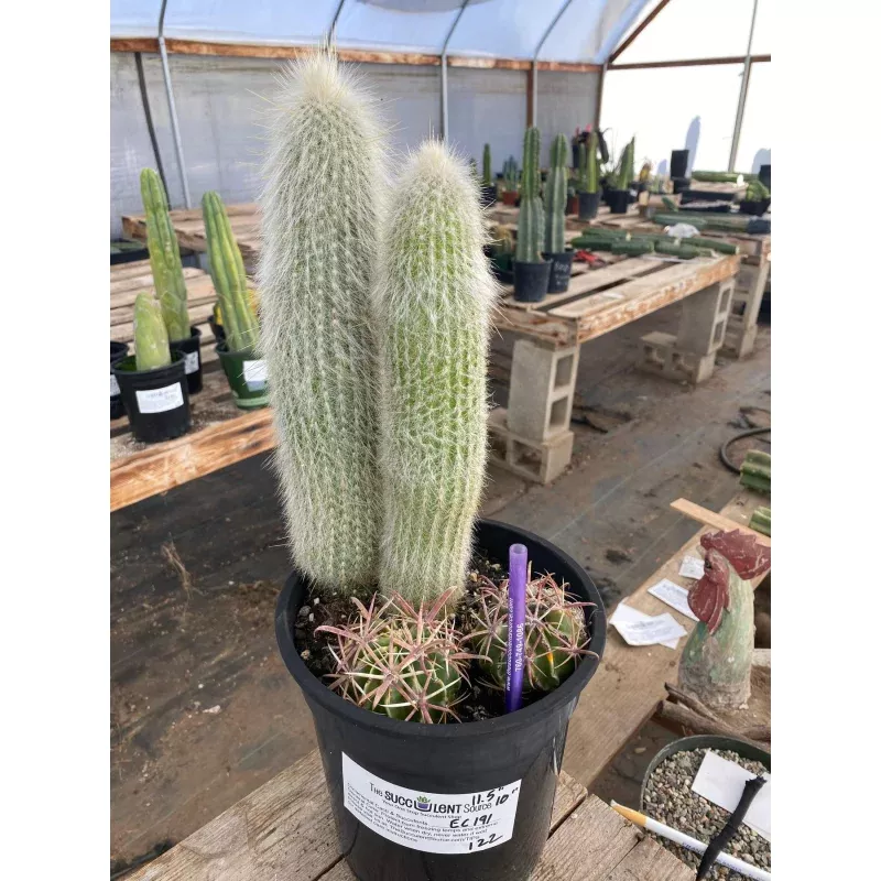 #EC191 EXACT Espostoa Ornamental Cactus 11.5″ 10