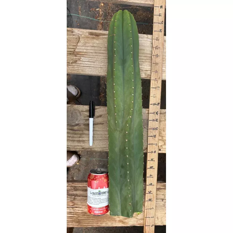 #EC241 EXACT Trichocereus Scop x HZ 23 Misplant