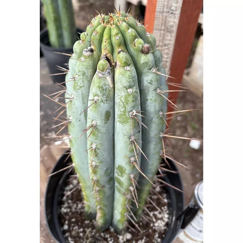 #EC256 EXACT Trichocereus Peruvianus Nibiru Cactus 12.5″