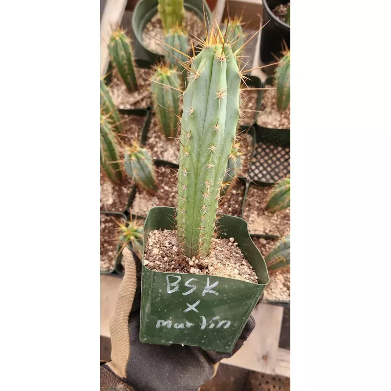 #EC263 EXACT Trichocereus Hybrid Bridgesii BSK X Peru Martin Cactus 6-7