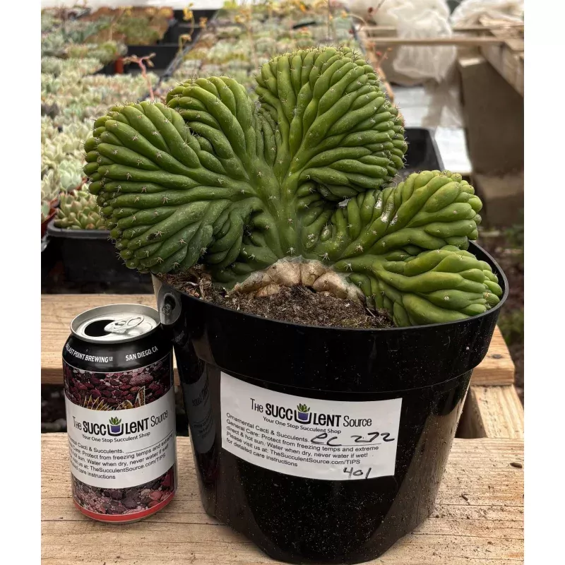 #EC272 EXACT Trichocereus Pachanoi Crested Cactus