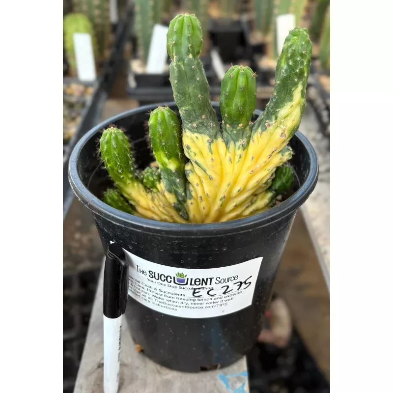 #EC275 EXACT Trichocereus Pachanoi China Gold Variegated Crested Cactus