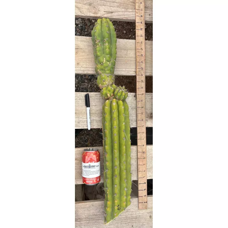 #EC278 EXACT Blaise Trichocereus 26