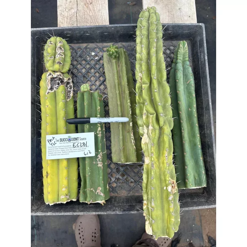 #EC281 EXACT Trichocereus TLC Pachanoi Cactus NOT-PC Grafting Bargain Cuttings Lot
