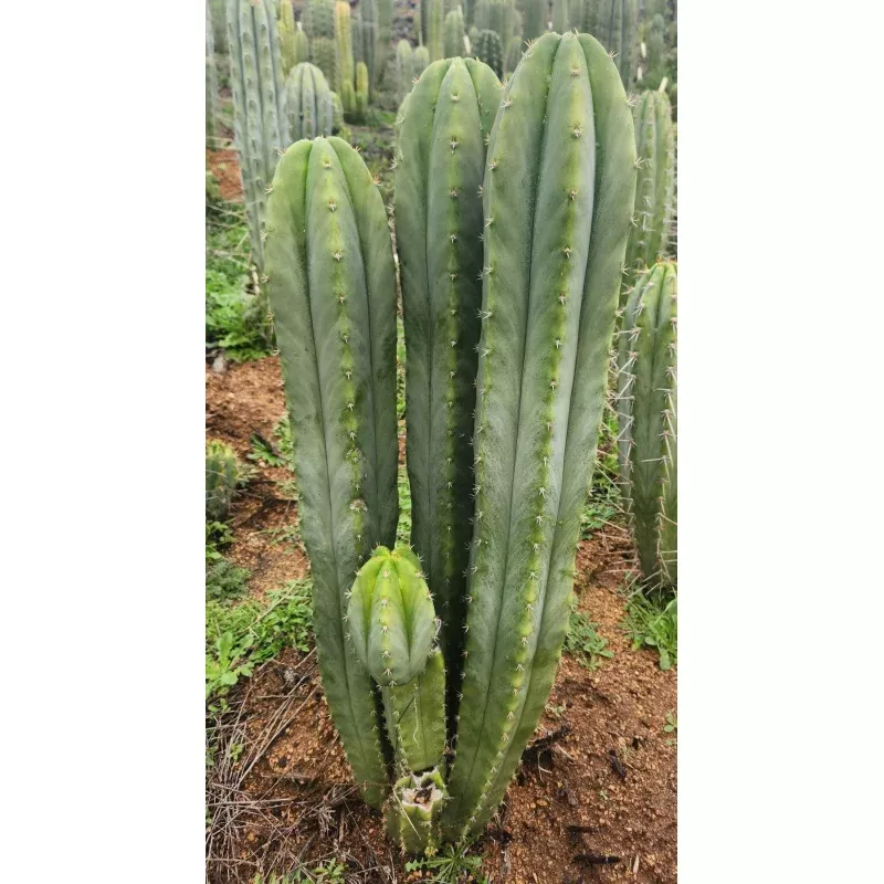 #EC332 EXACT Trichocereus Peruvianus Sausage OP Cactus Cutting 10″