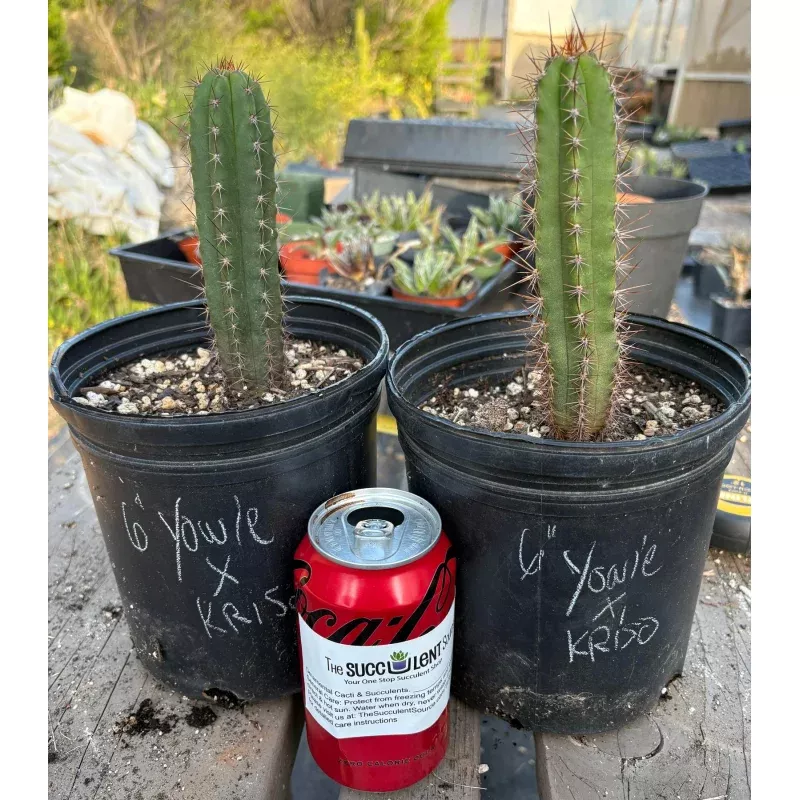 #EC340 EXACT Trichocereus Pachanoi Yowie X Pachanoi Kriso Cactus 6