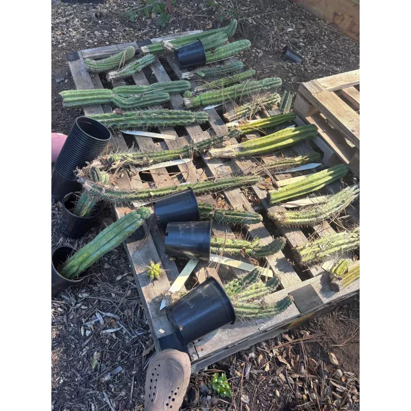 #EC347 EXACT Mixed Trichocereus Super BARGAIN TLC 75, 150 & 300+ Cactus Cuttings LOTS