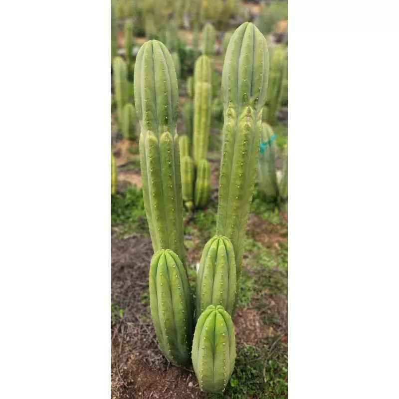 #EC358 EXACT Trichocereus Pachanoi “Pierre” Cactus Cutting 8″