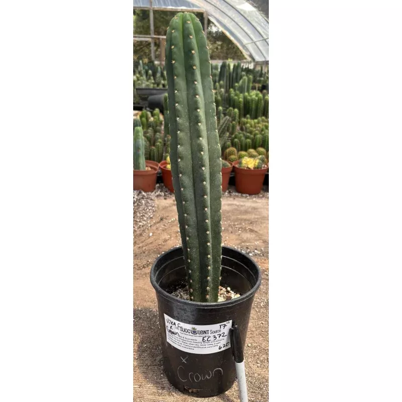 #EC372 Exact Trichocereus Pachanoi Vilca C X Pach Crown 17