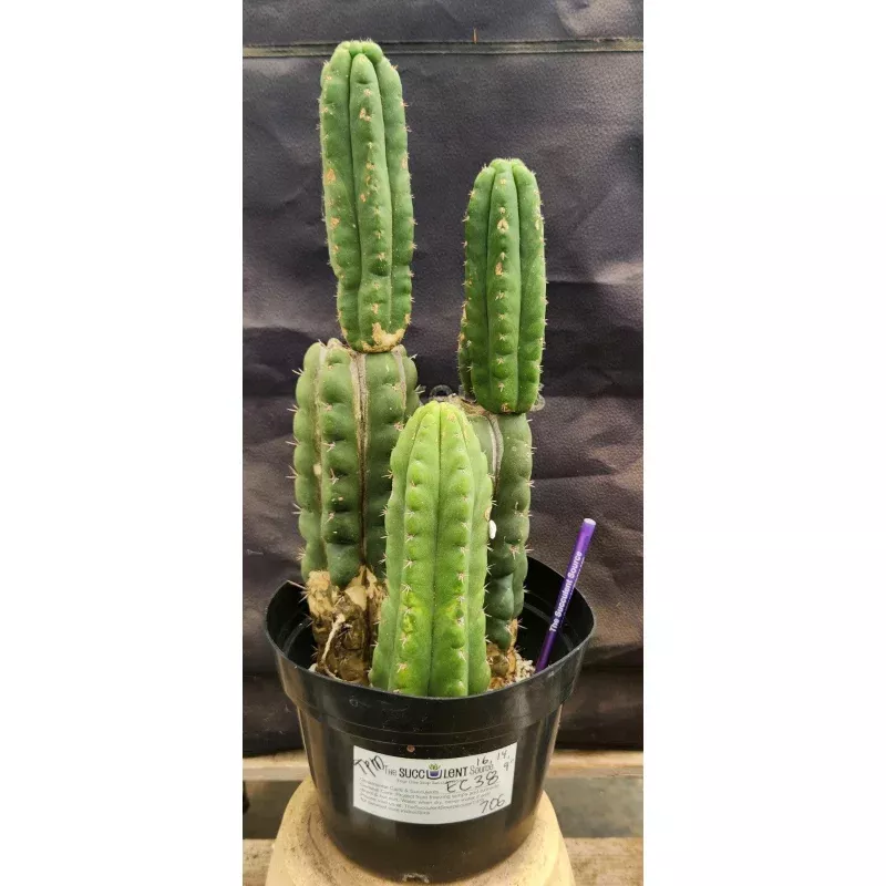 #EC38 EXACT Trichocereus Pachanoi Monstrose TPM Cactus 16, 14, 9″