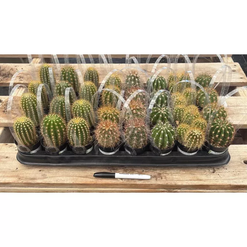#EC387 EXACT Mixed Bargain Tray of 32 Trichocereus in 2.5 containers