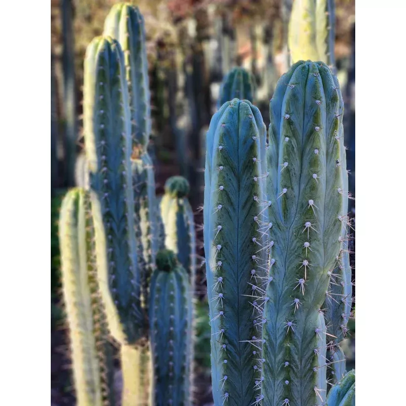 #EC45 EXACT Trichocereus Peruvianus “Storage Yard” Cactus CUTTING