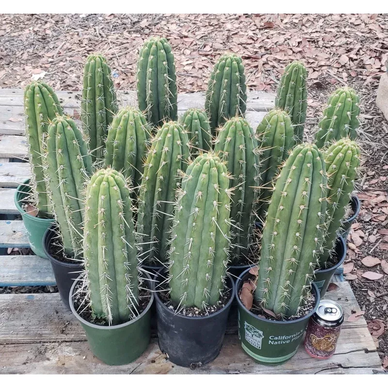 #EC53 EXACT Trichocereus Facebook Promo Cactus 12-14″