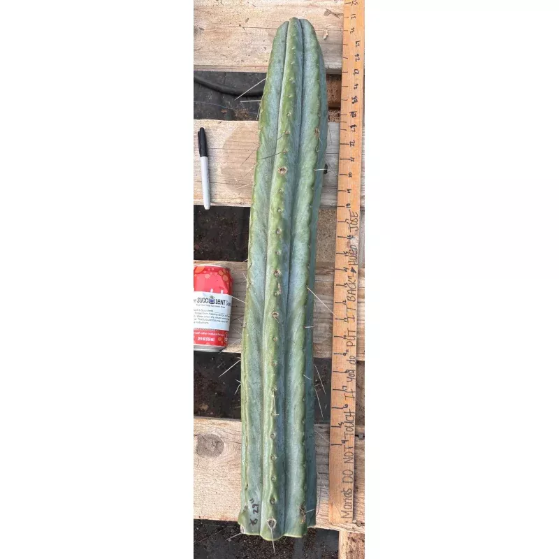 #EC74 EXACT Trichocereus Bridgesii 29 Cutting