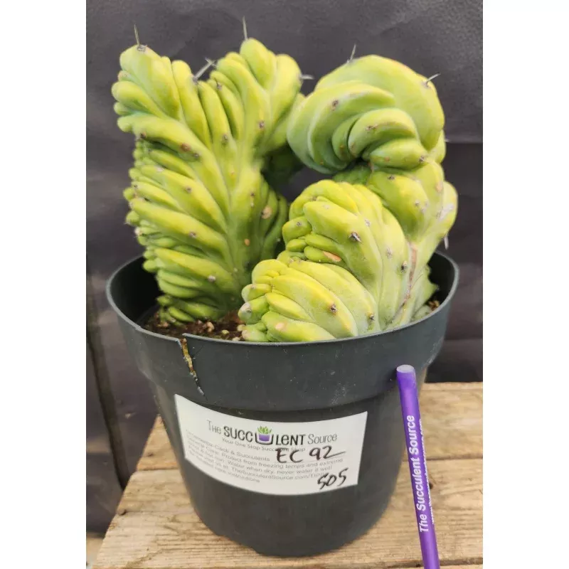 #EC92 EXACT Crested Geometrizans Myrtillo Blue Candle Cactus