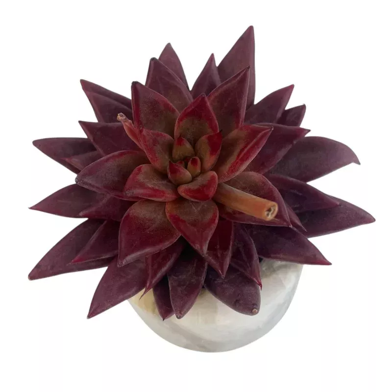 Echeveria Agavoides Song of Fire