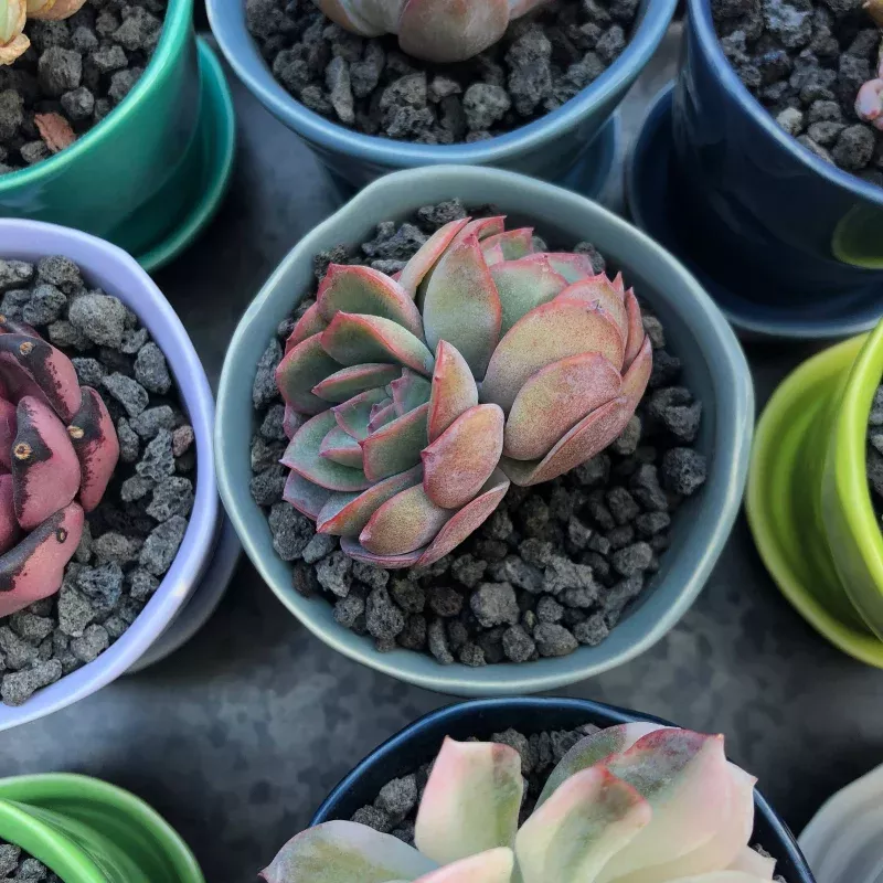 Echeveria Brave, Double