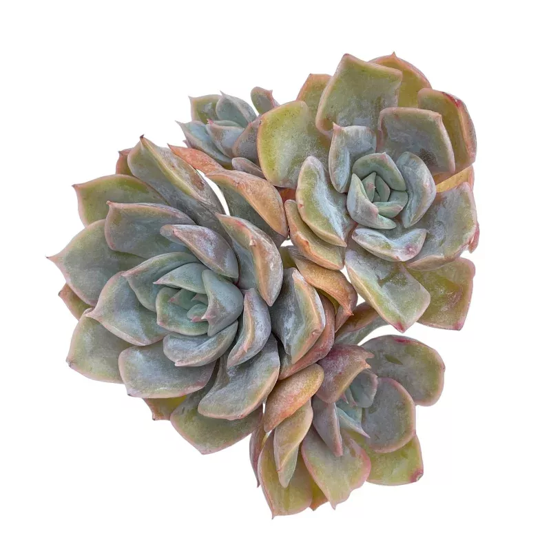Echeveria Fiona, Cluster