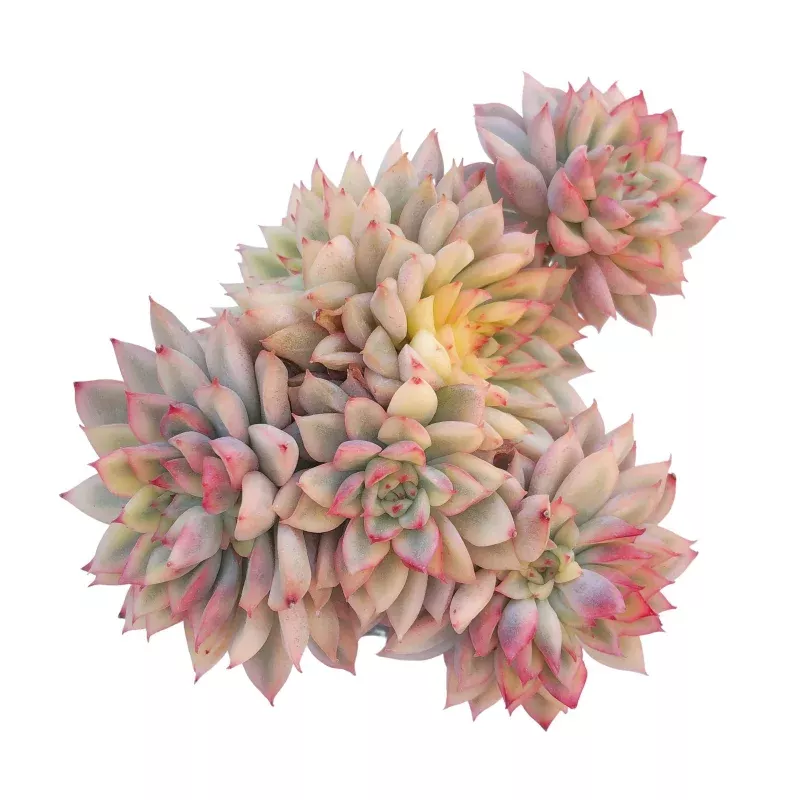 Echeveria Mebina Cluster