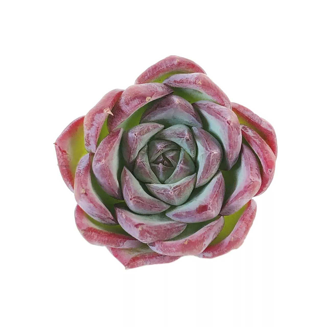 Echeveria Pink Crystal