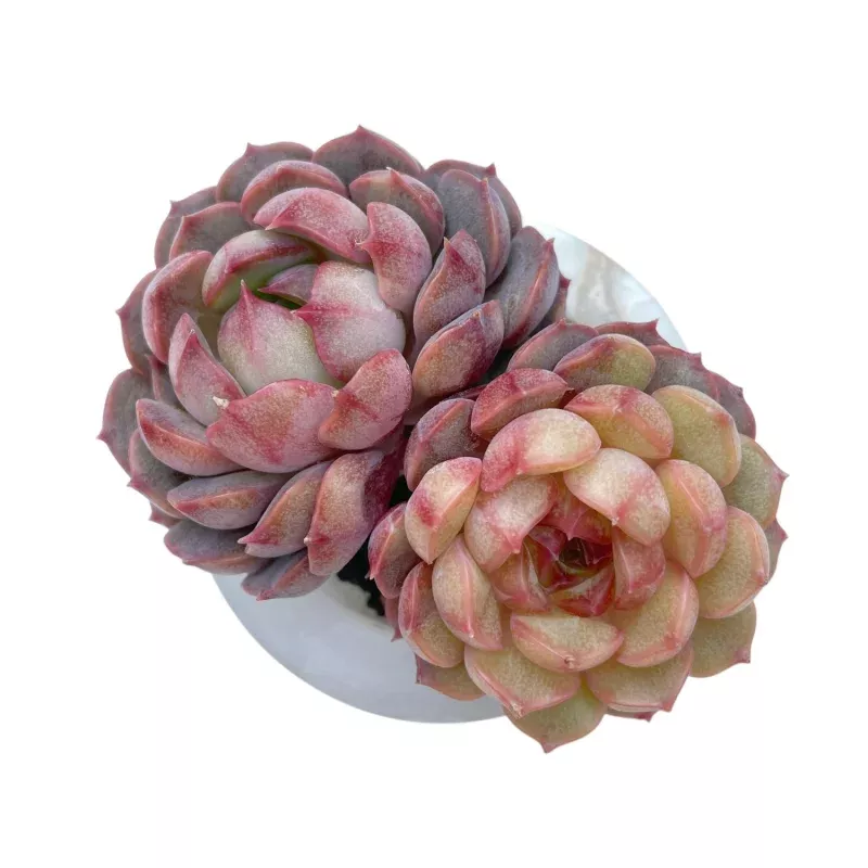 Echeveria Pink Stella, Variegata