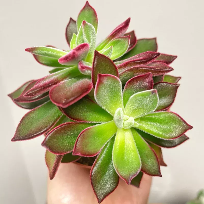 Echeveria pulvinata Devotion | Velvet Red Edge Succulent | 8.5cm Pot