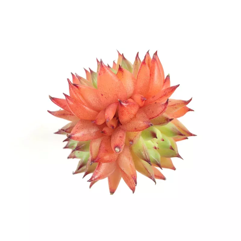 Echeveria 'Rain Star,' (Triple)