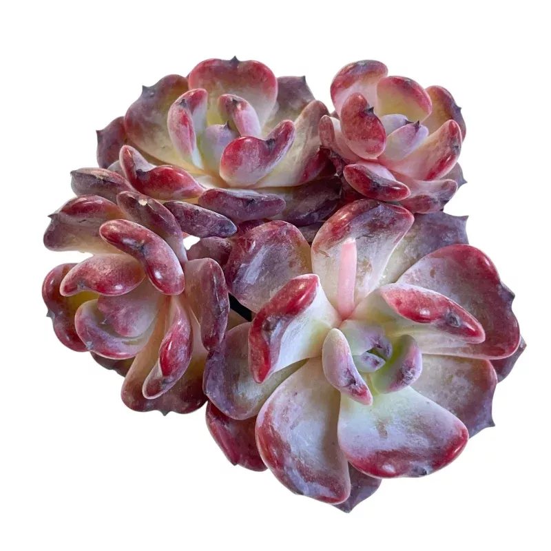Echeveria Rainbow Goddess (Not Perfect)