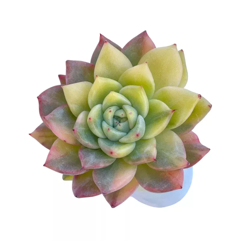 Echeveria Rajoya, Variegata