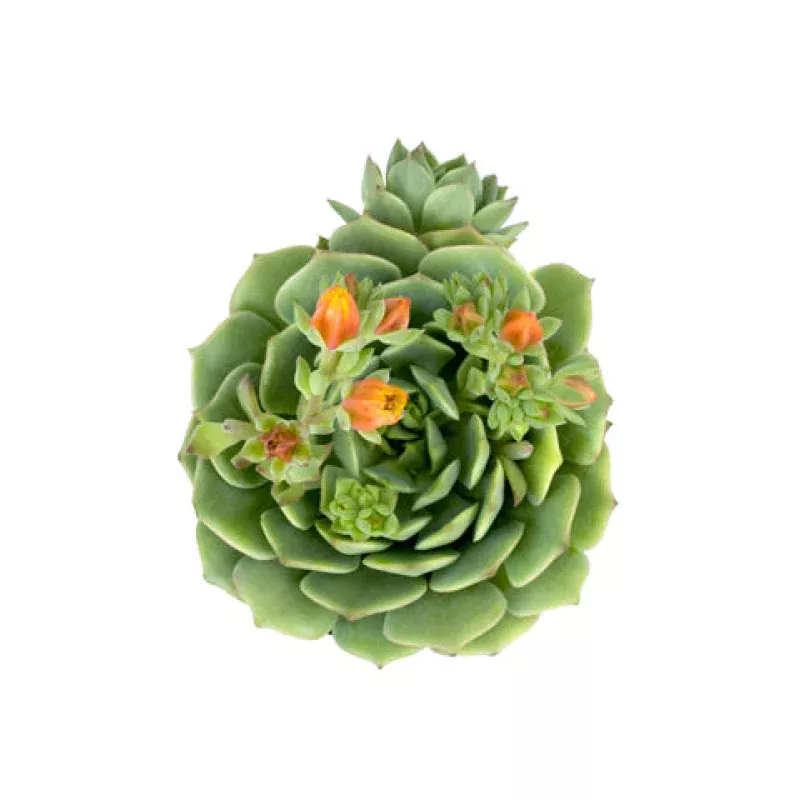 Echeveria 'Ramillette' - 2.5"